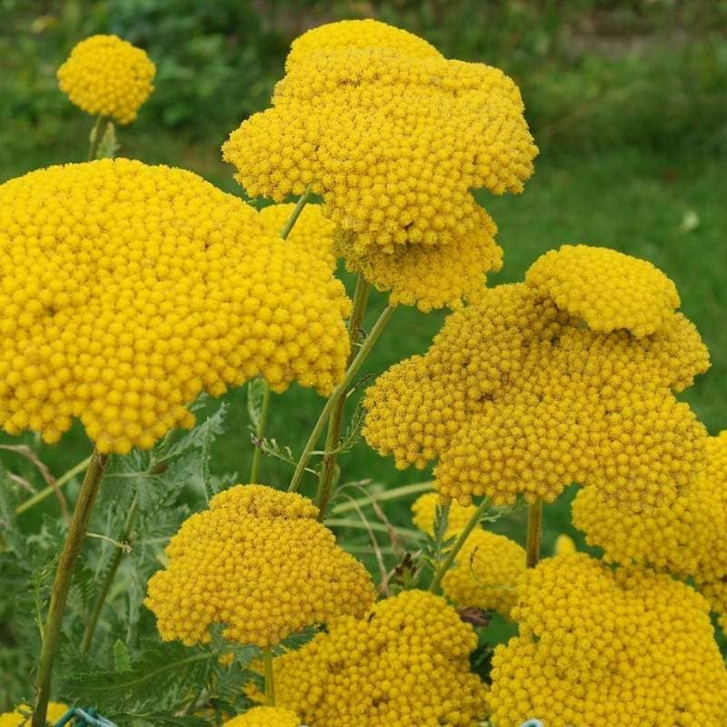 Achillea Gialla