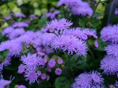 Ageratum Horizon Blue