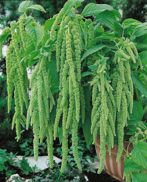 Amaranthus