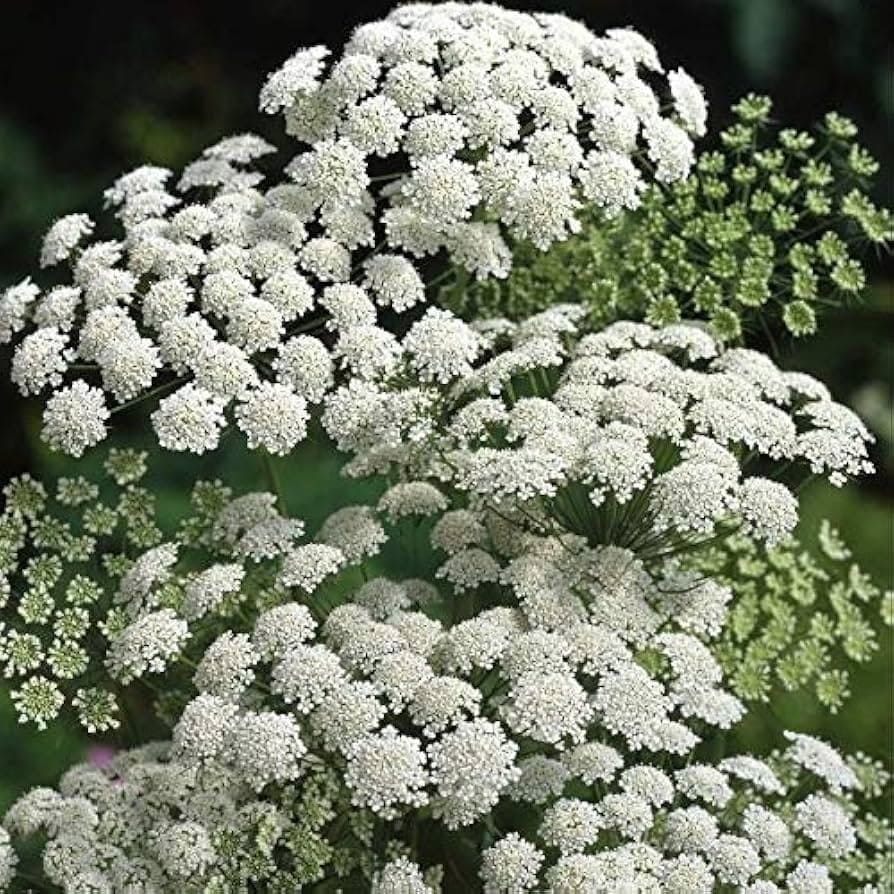 Ammi Majus