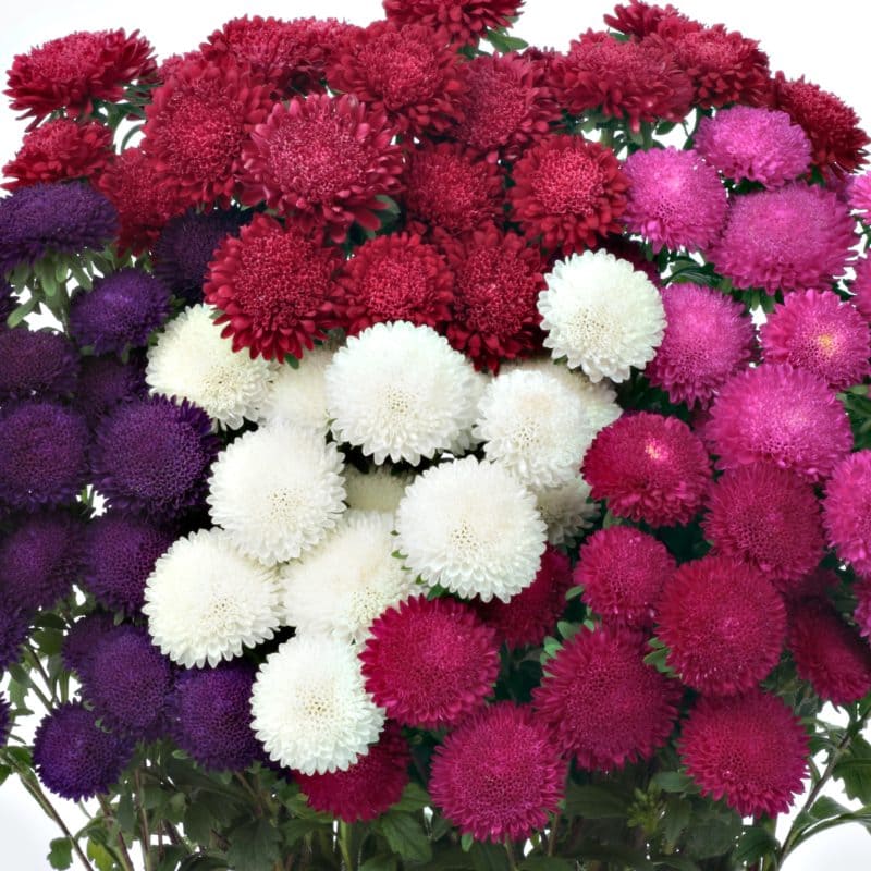 Aster Bonita Mix