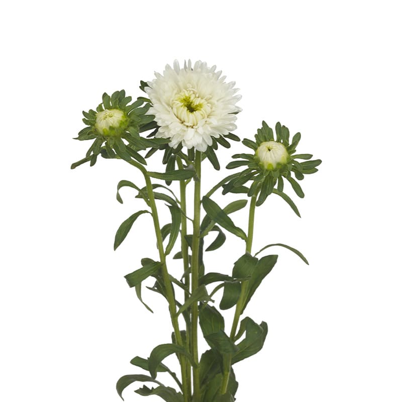 Aster Azumi White