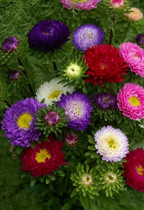 Aster Raimbow Mix