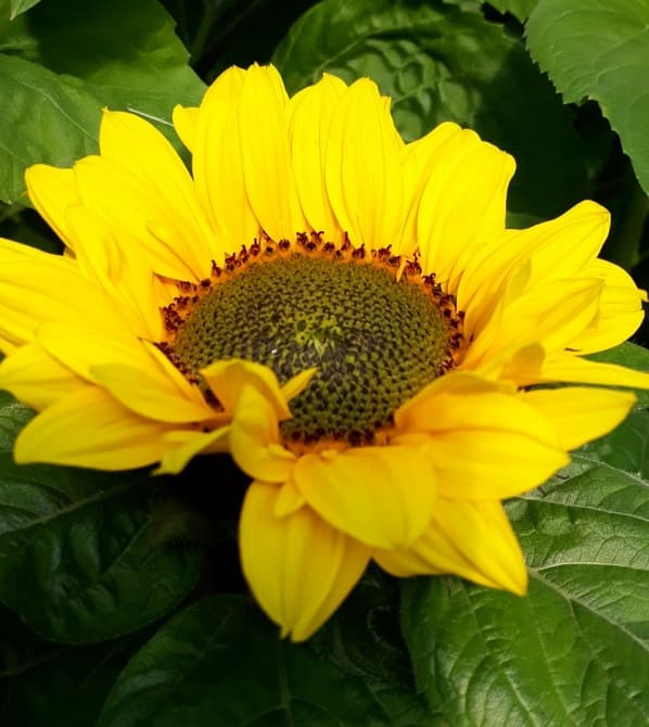 Helianthus