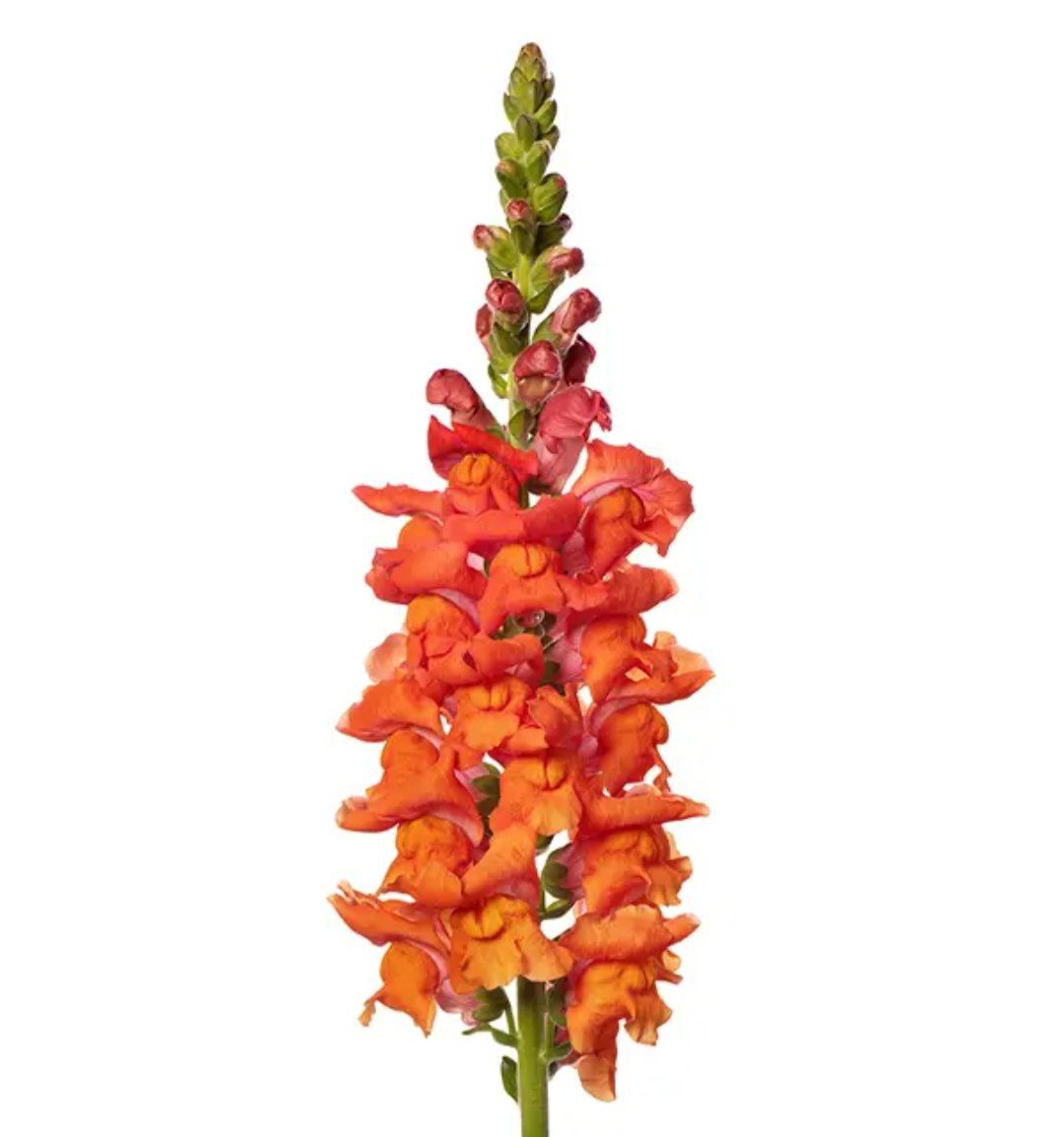 Antibes Deep Orange I