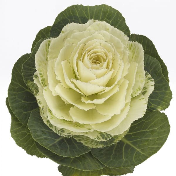 Brassica Condor White