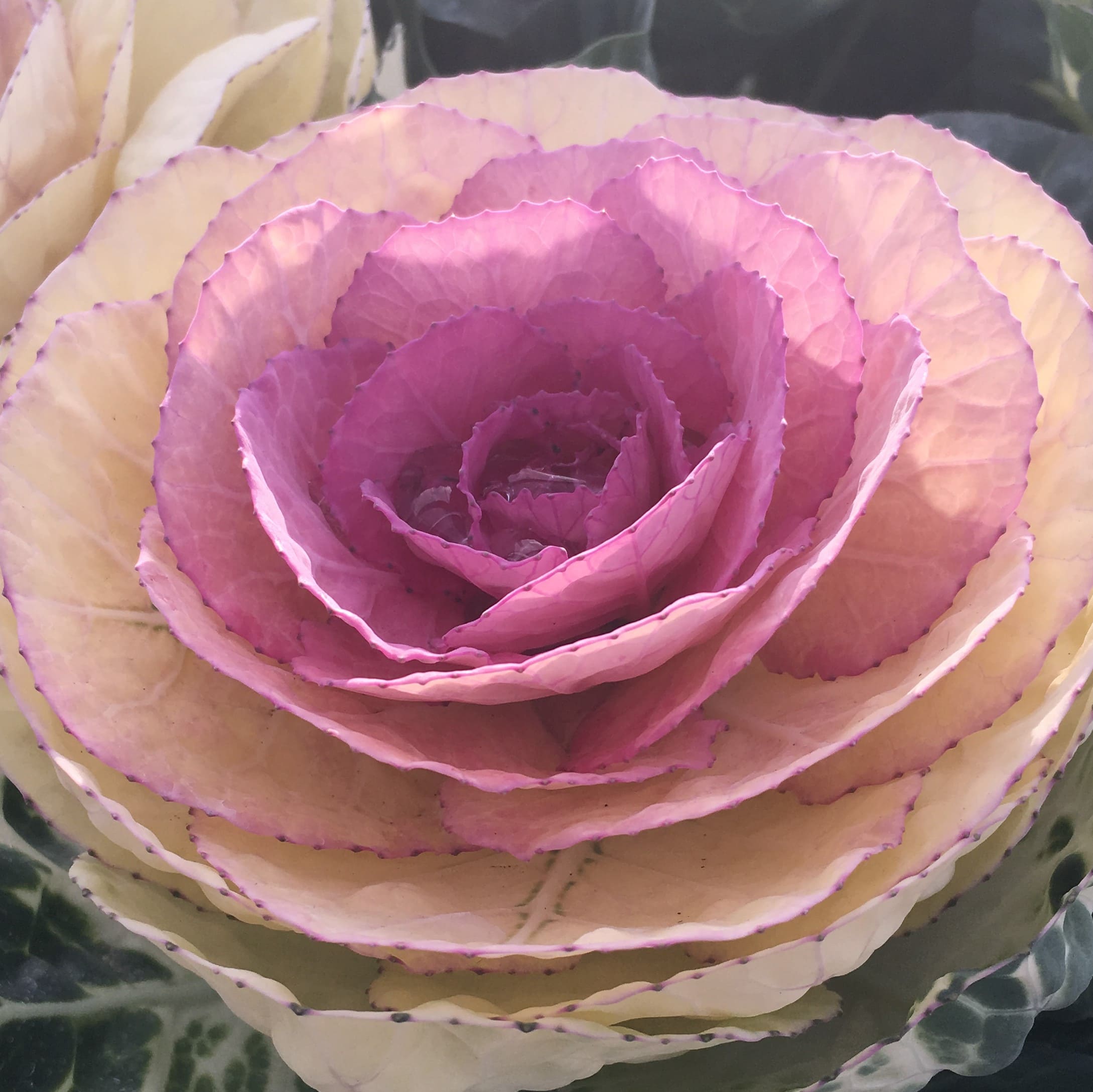 Brassica Crane Bicolor