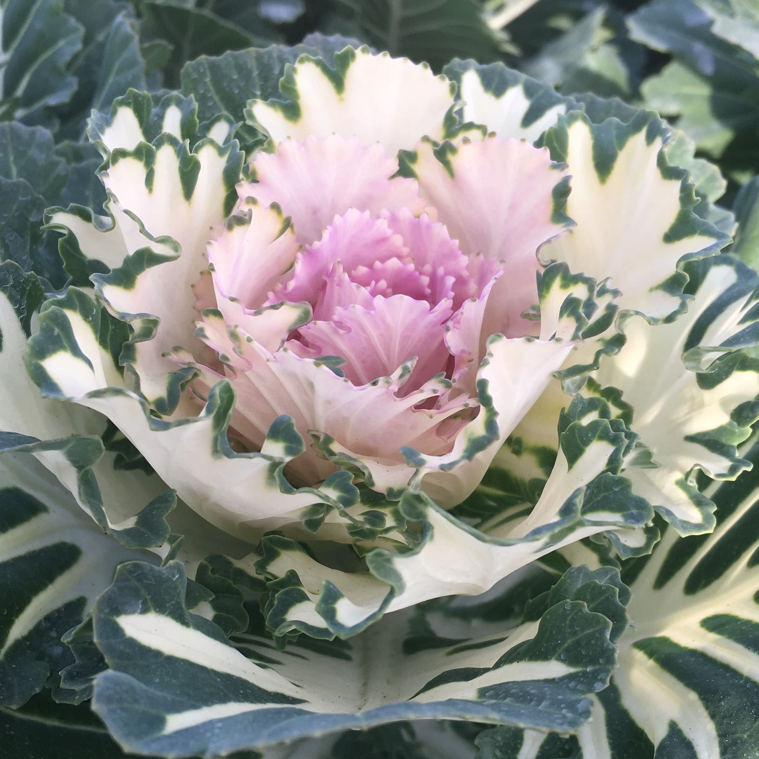 Brassica Empire Arina