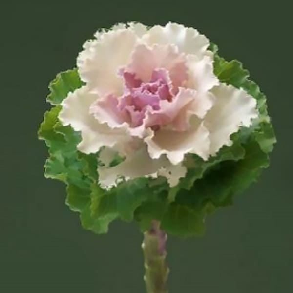 Brassica Ruffle Bicolor