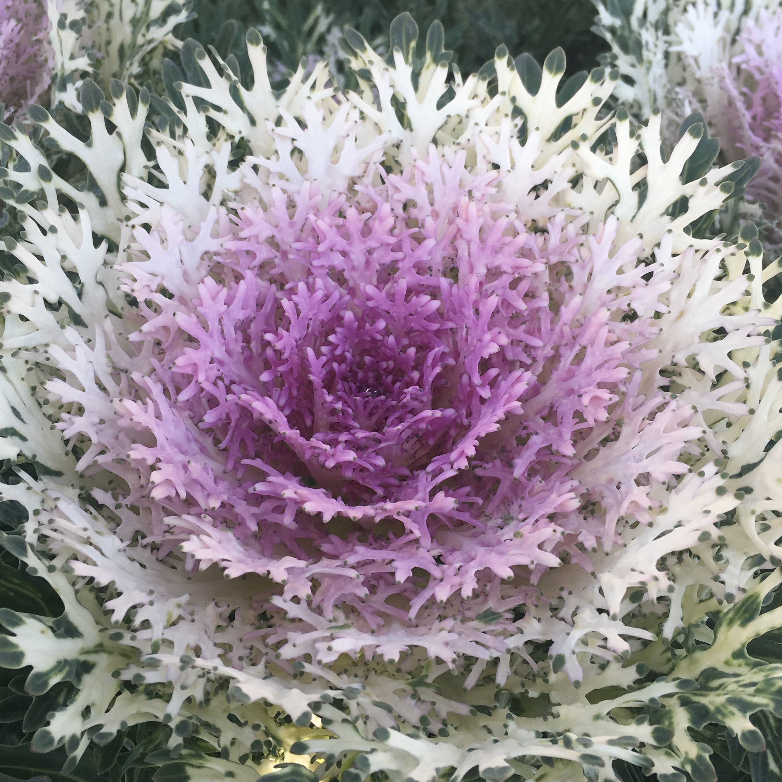 Brassica Feather King