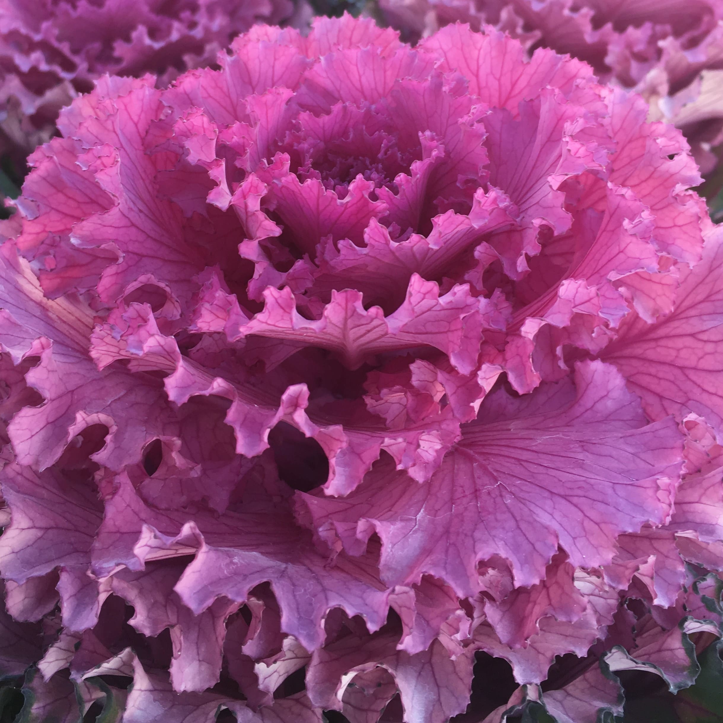 Brassica Moon Red