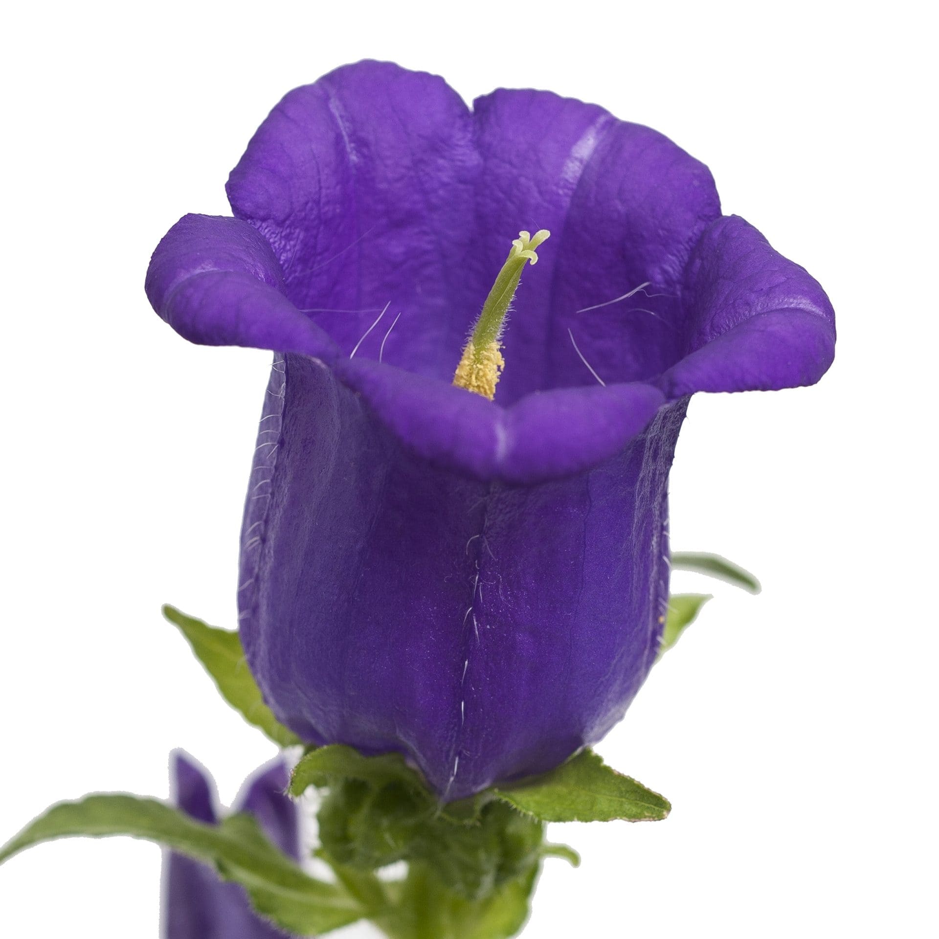 Campanula
