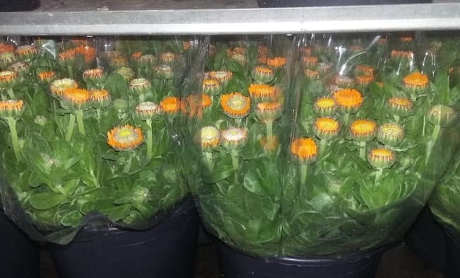 Calendula