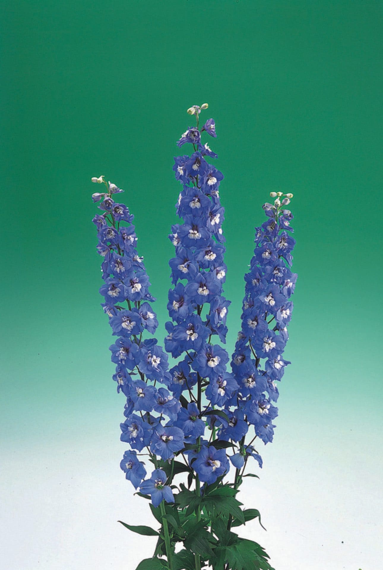 Delphinium Aurora Blue