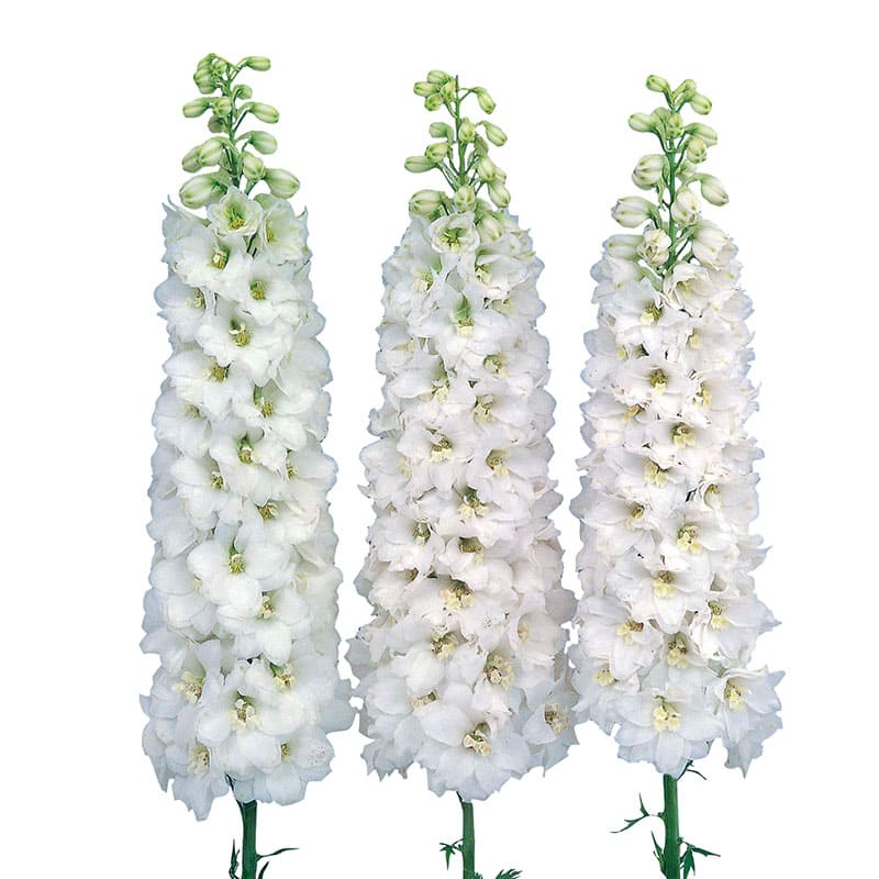 Delphinium Candle White Shades