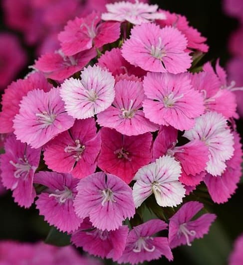 Dianthus Amazon Rose Magic