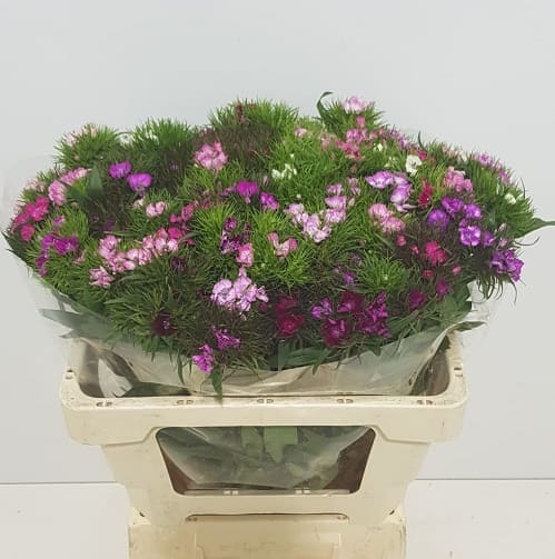 Dianthus Grappolo Mix