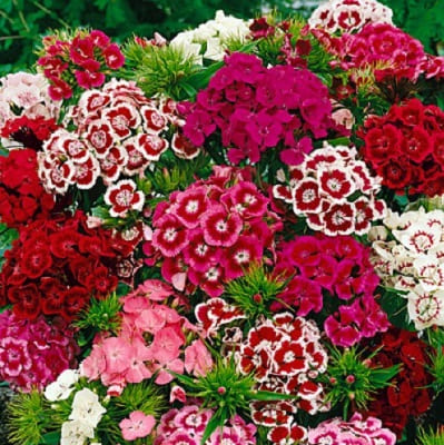 Dianthus Sweet Mix