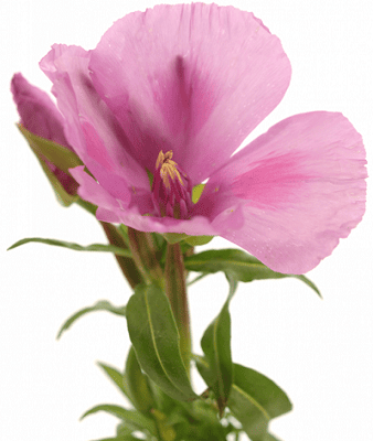 Godetia Grace Lavender