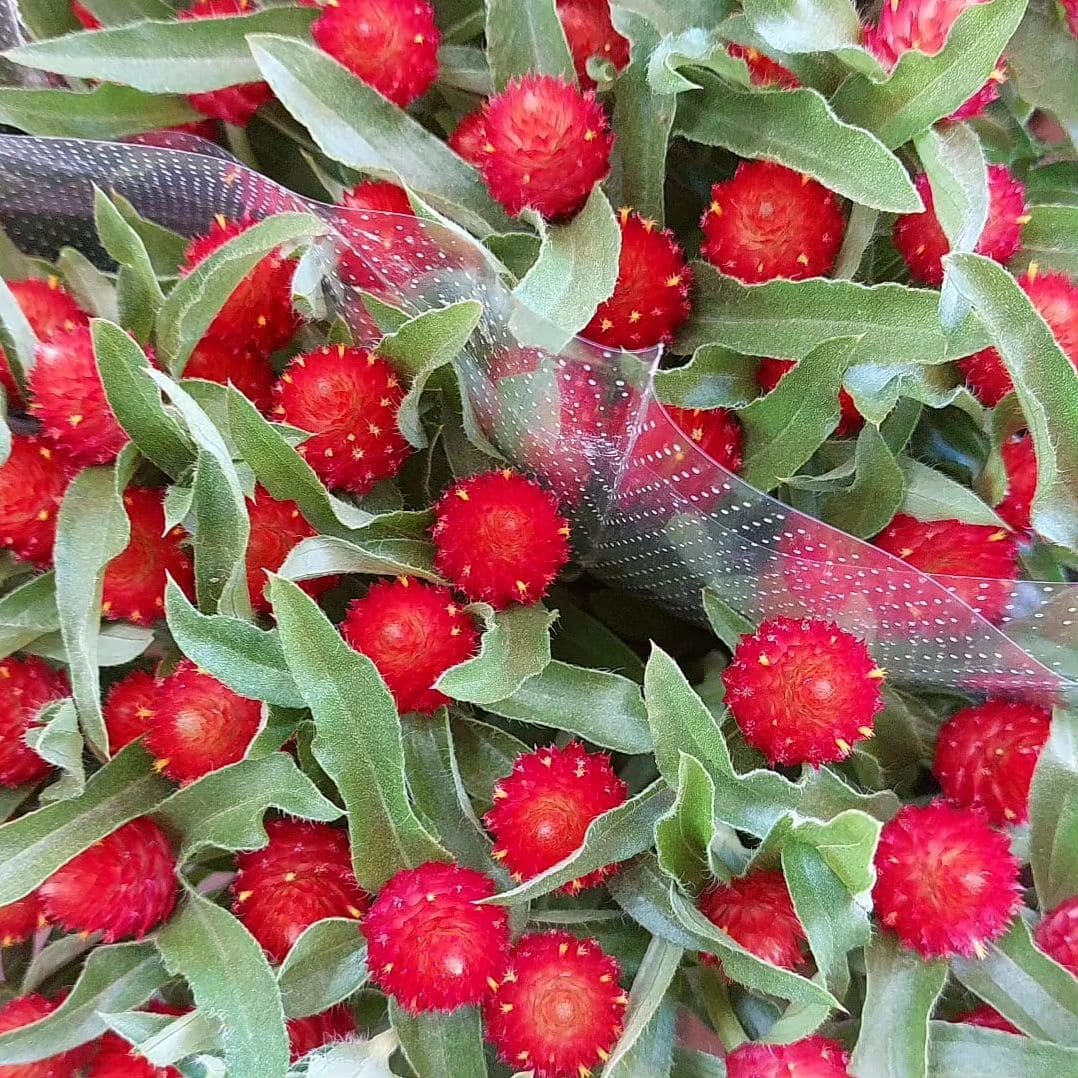 Gomphrena Qis Red
