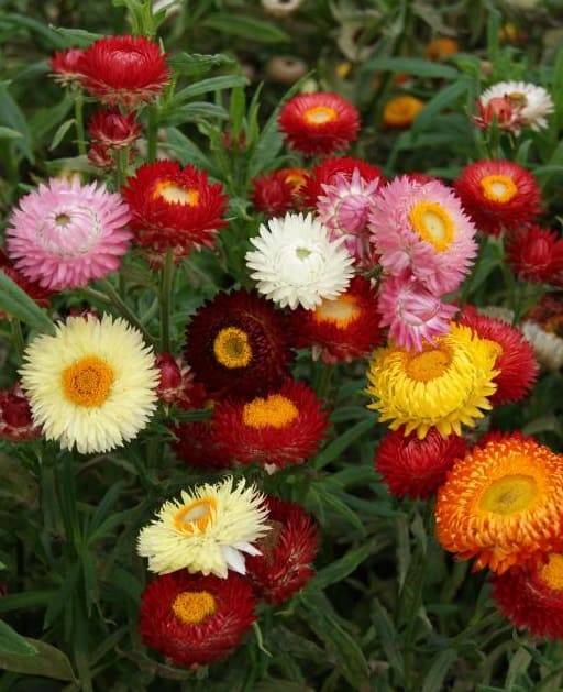 Helichrysum