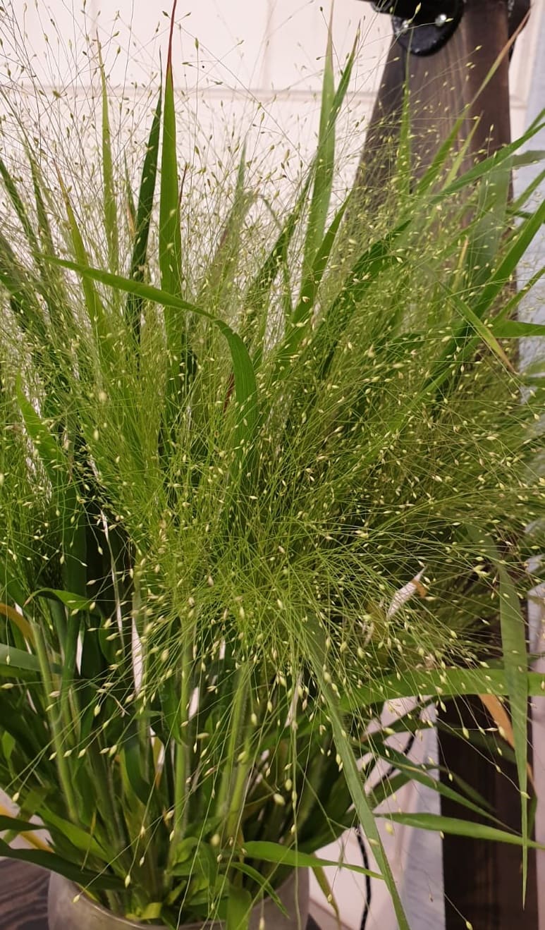 Panicum
