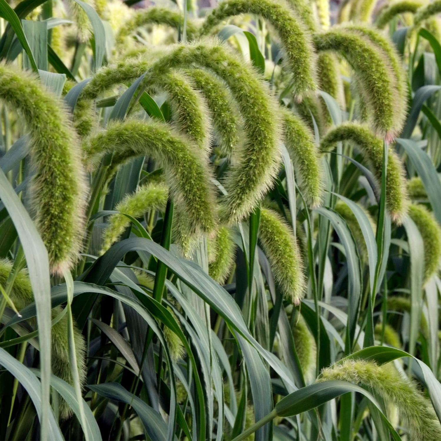 Setaria