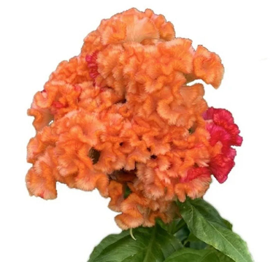 Celosia Capitan Light Orange