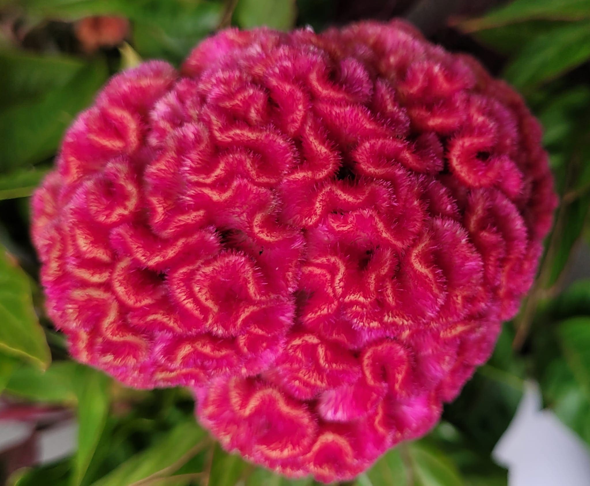 Celosia Chief Tropical