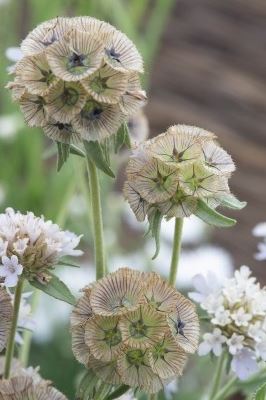 Scabiosa